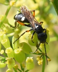 Cryptocheilus versicolor