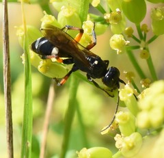 Cryptocheilus versicolor
