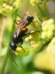Cryptocheilus versicolor
