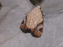 Pseudeustrotia semialba