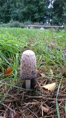 Coprinus comatus