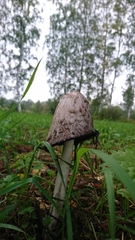 Coprinus comatus