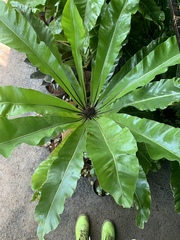 Asplenium australasicum