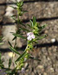 Satureja hortensis