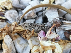 Calliptamus barbarus