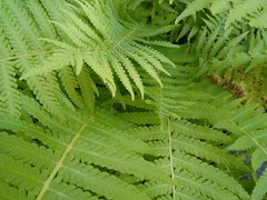Matteuccia struthiopteris