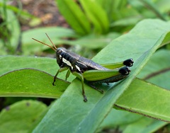 Pseudoscopas nigrigena