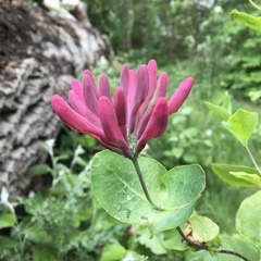 Lonicera × americana