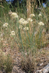 Allium marschalianum