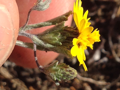 Lessingia germanorum