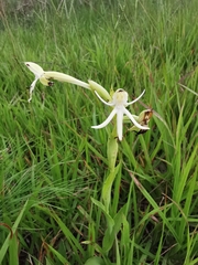 Habenaria trifida