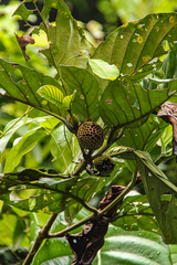 Nauclea vanderguchtii