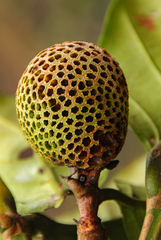 Nauclea vanderguchtii