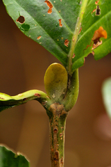 Nauclea vanderguchtii