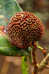 Nauclea vanderguchtii