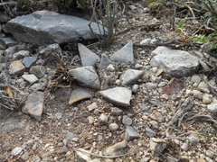 Ariocarpus retusus retusus