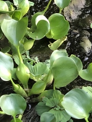 Pontederia crassipes