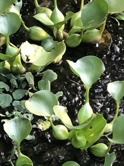 Pontederia crassipes