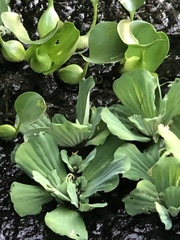 Pontederia crassipes