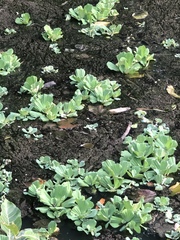 Pontederia crassipes