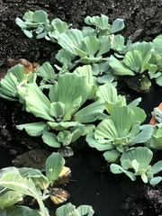 Pontederia crassipes