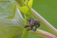 Sternuchopsis fabricii