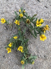 Grindelia decumbens