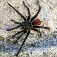 Aphonopelma caniceps