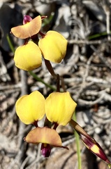 Diuris amplissima