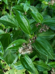 Koanophyllon albicaule