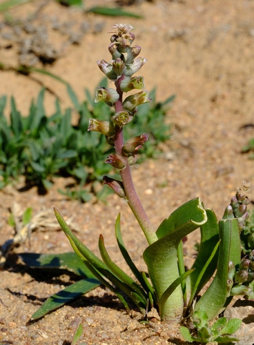 Lachenalia inconspicua