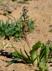 Lachenalia inconspicua