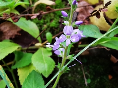 Veronica officinalis