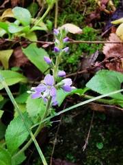 Veronica officinalis
