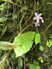 Conandron ramondioides