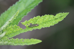Agrilus aureus