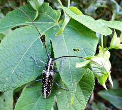 Taeniotes