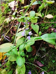 Veronica officinalis
