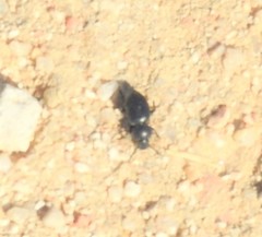 Tentyria mucronata