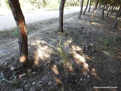 Cynoglossum cheirifolium