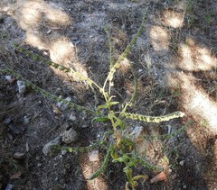 Cynoglossum cheirifolium