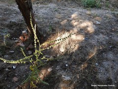 Cynoglossum cheirifolium