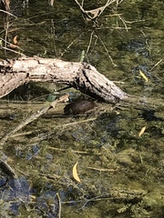 Kinosterninae