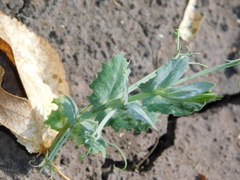 Pisum sativum