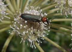 Anogcodes fulvicollis