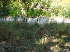 Mantisalca salmantica