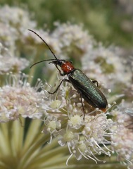 Anogcodes fulvicollis