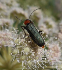 Anogcodes fulvicollis