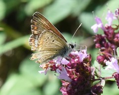 Aricia agestis