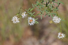 Dalea multiflora